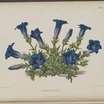 Illustrazione botanica di Gentiana acaulis, o genzianella