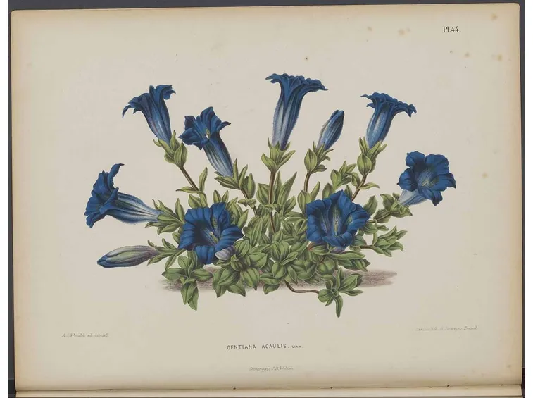 Illustrazione botanica di Gentiana acaulis, o genzianella