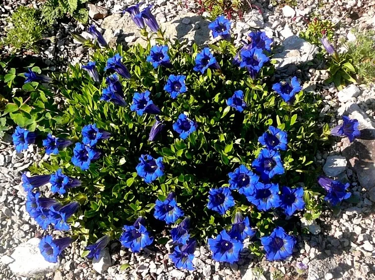 Un cespuglio di Gentiana acaulis