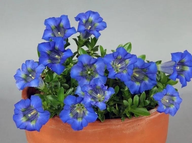 Fiori di genzianella in vaso