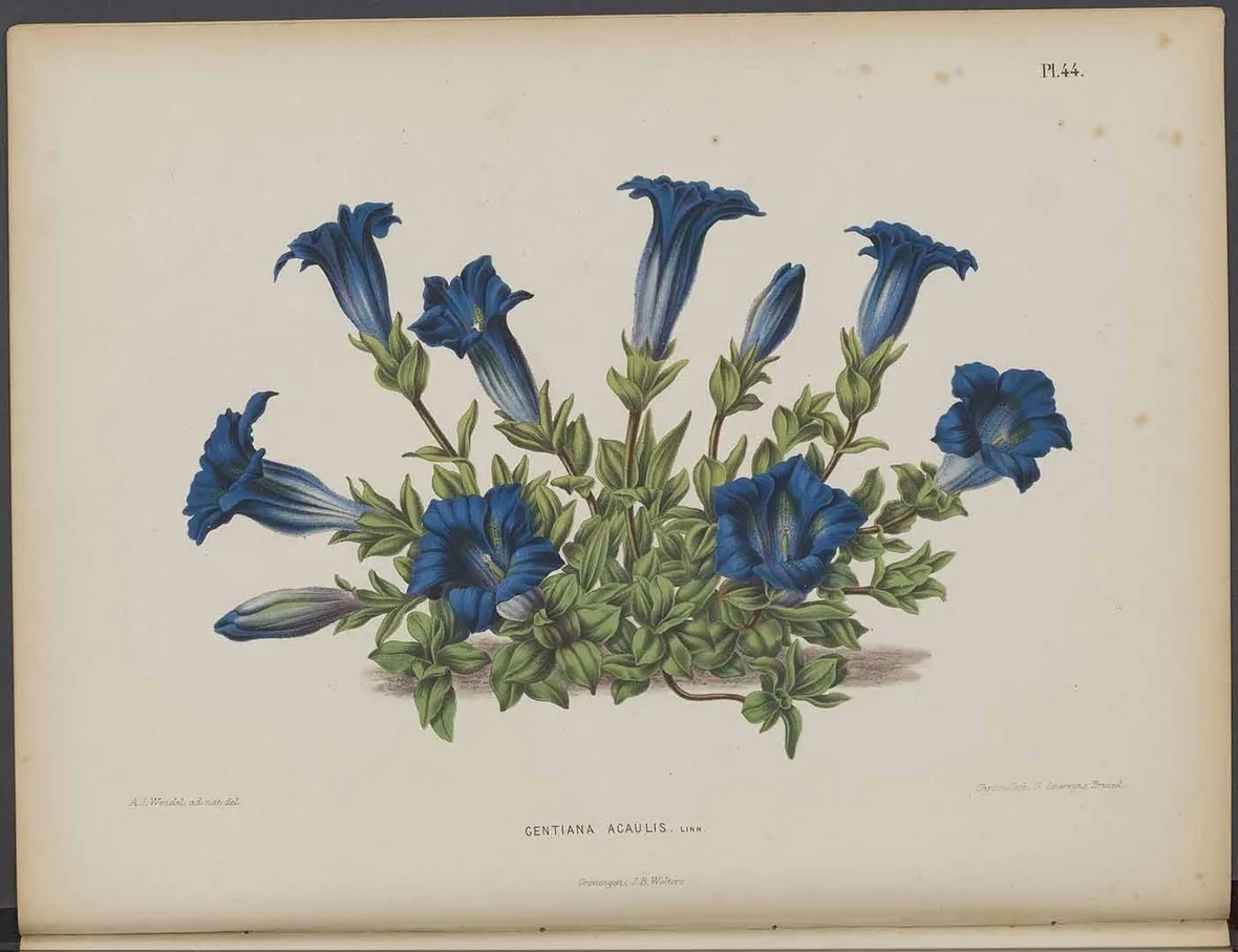 Illustrazione botanica di Gentiana acaulis, o genzianella