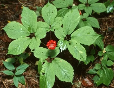 pianta ginseng