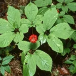 pianta ginseng