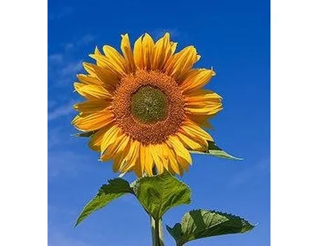 Girasole