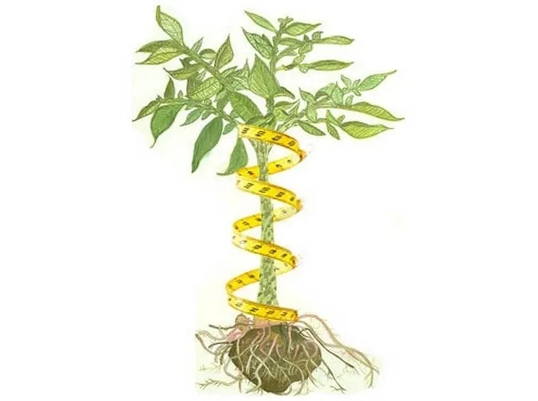 Il glucomannano