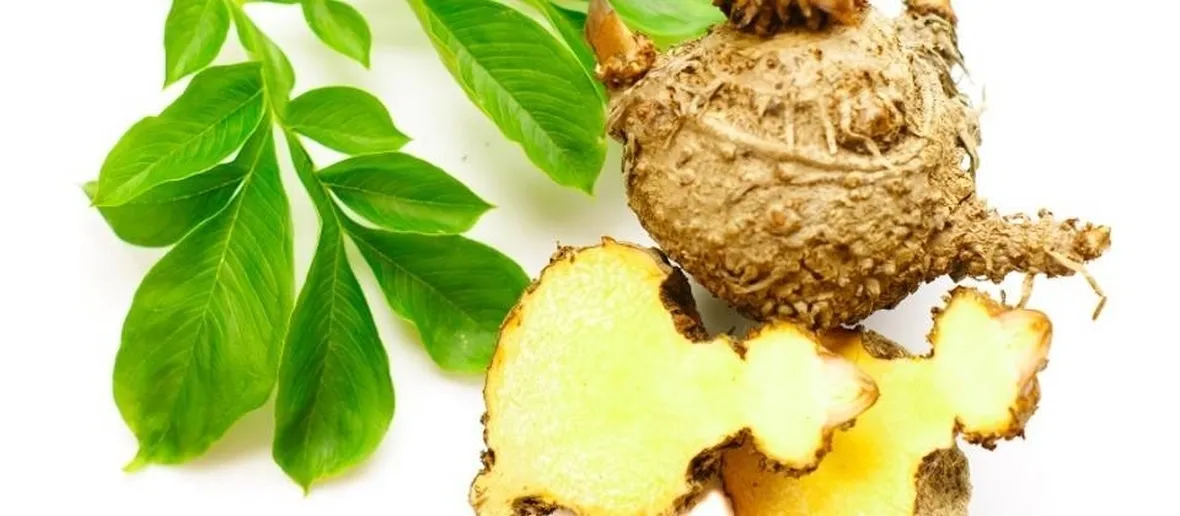 Proprietà curative del glucomannano