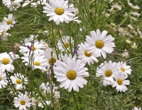 Fiori di Tanacetum cinerariifolium
