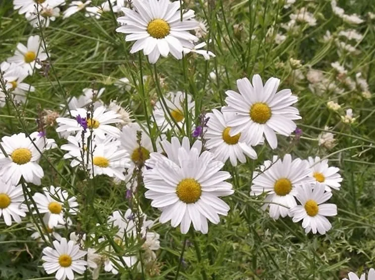 Fiori di Tanacetum cinerariifolium