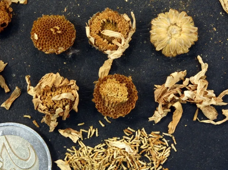 Capolini essiccati di Tanacetum cinerariifolium