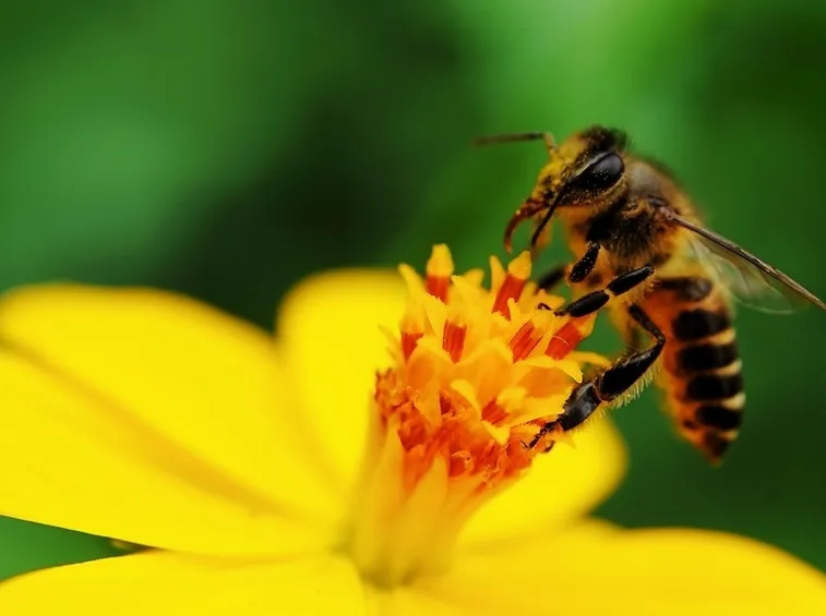 Gli insetti impollinatori sono sensibili al piretro