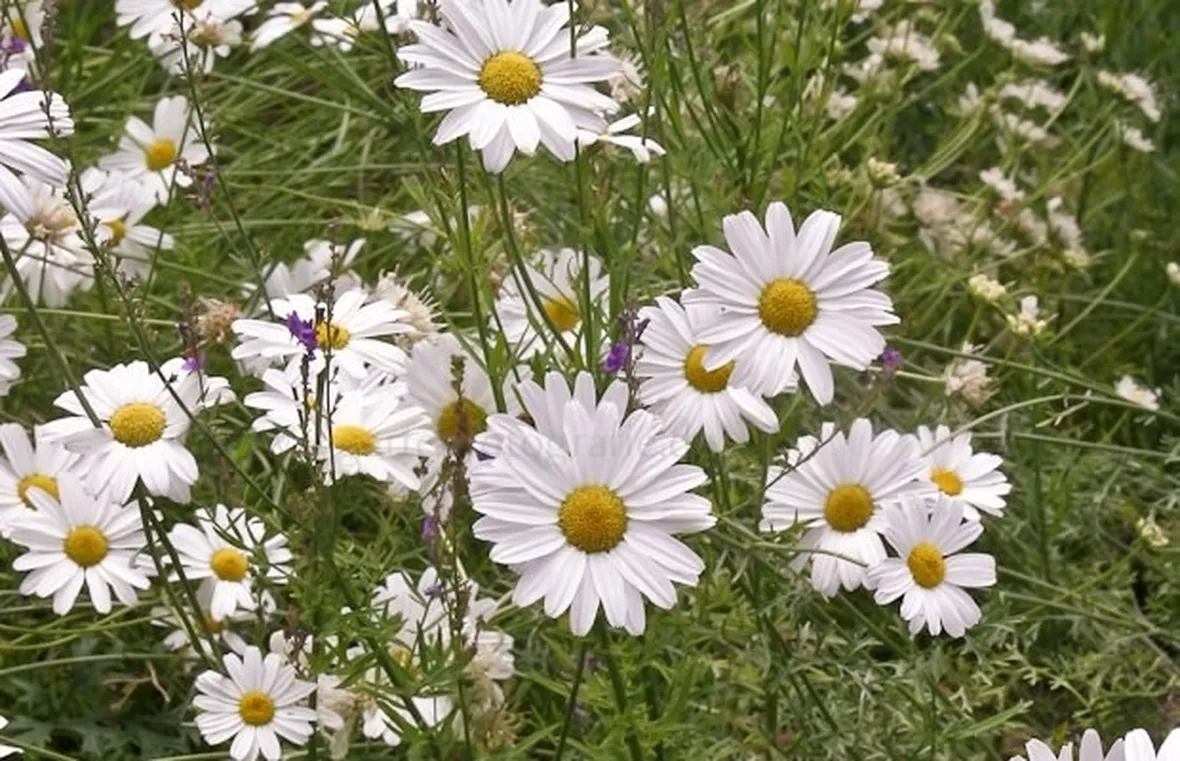Fiori di Tanacetum cinerariifolium