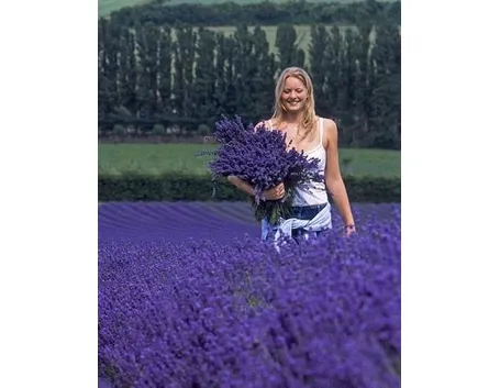 campo di lavanda