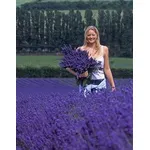 campo di lavanda
