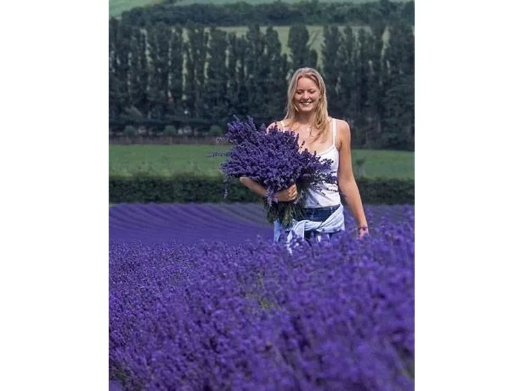 campo di lavanda
