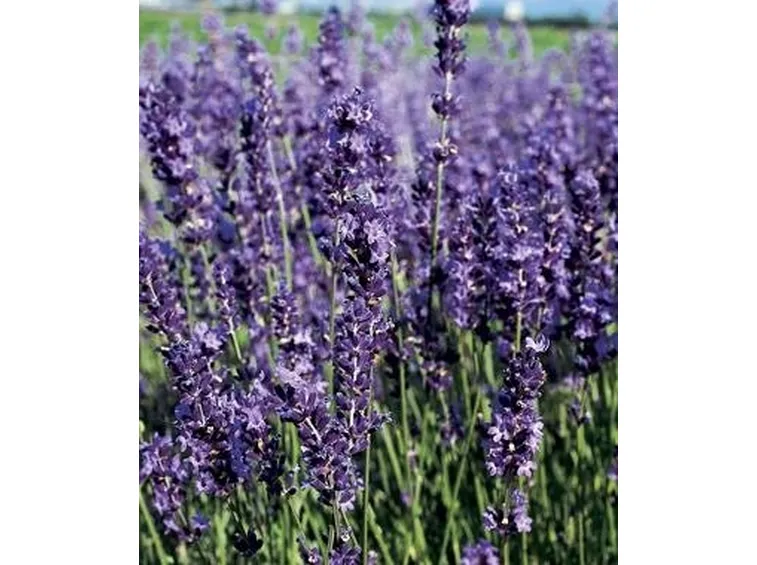 fiori di lavanda