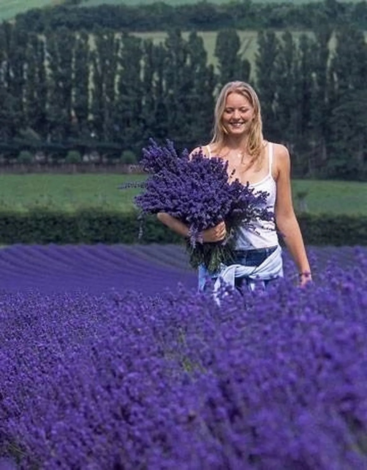 campo di lavanda