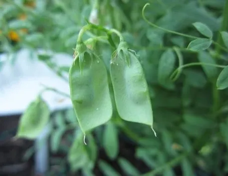 lenticchia
