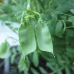 lenticchia