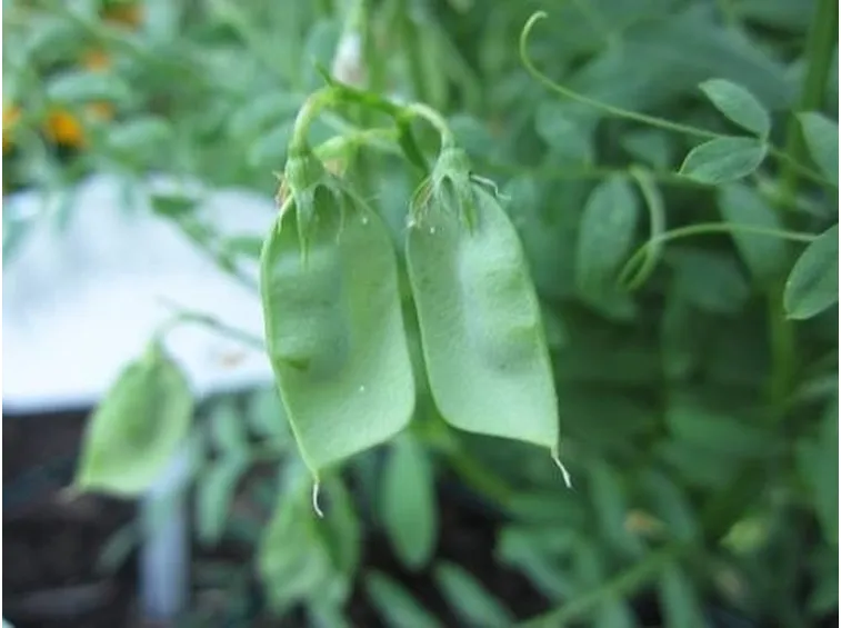 lenticchia
