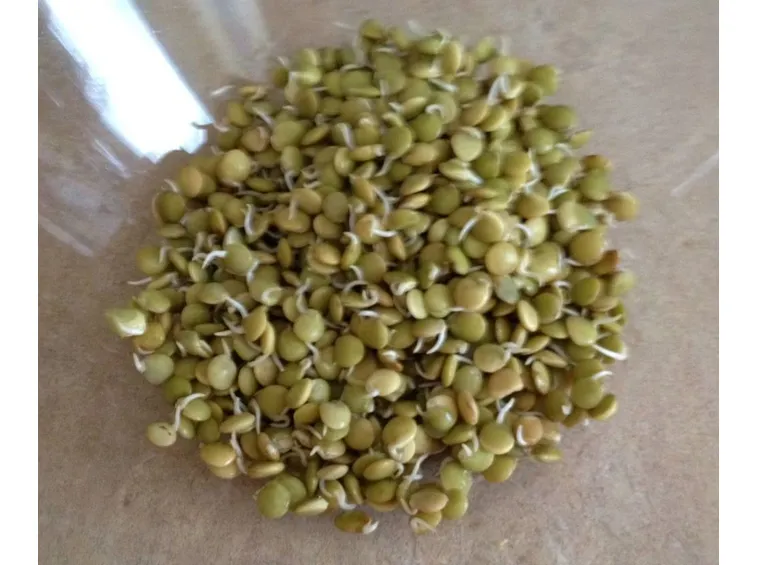 lenticchie