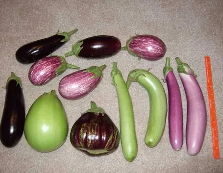 varie specie di melanzana