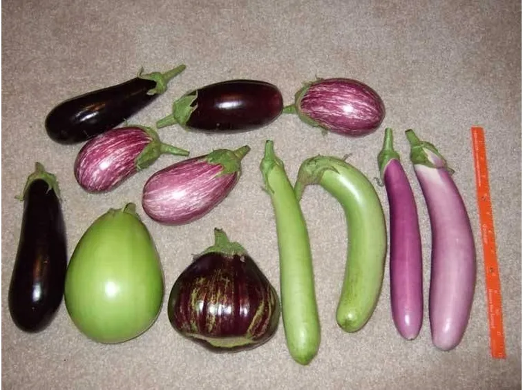 varie specie di melanzana