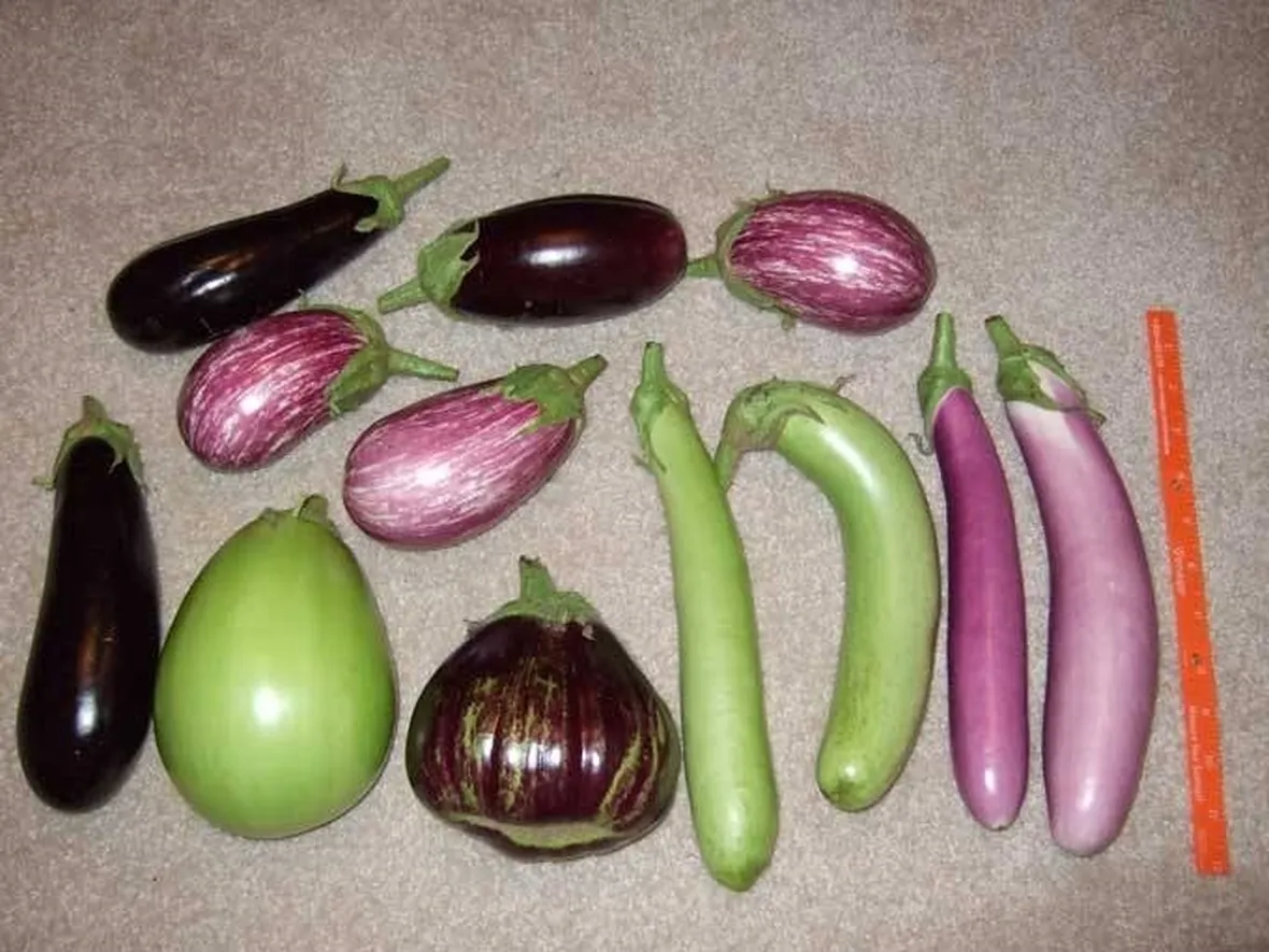 varie specie di melanzana