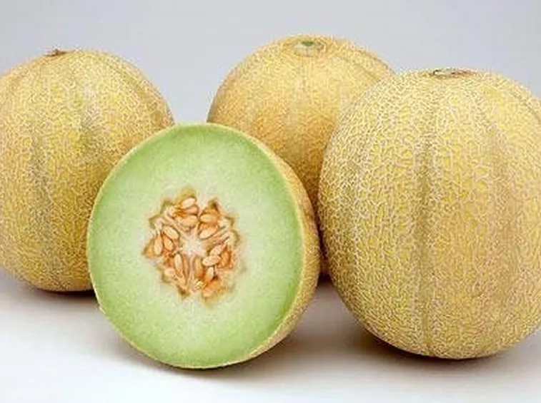 Melone