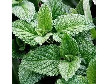 Menta