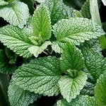 Menta