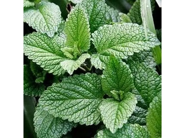 Menta