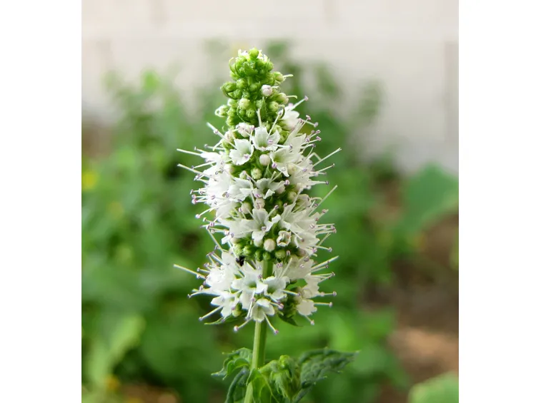Menta