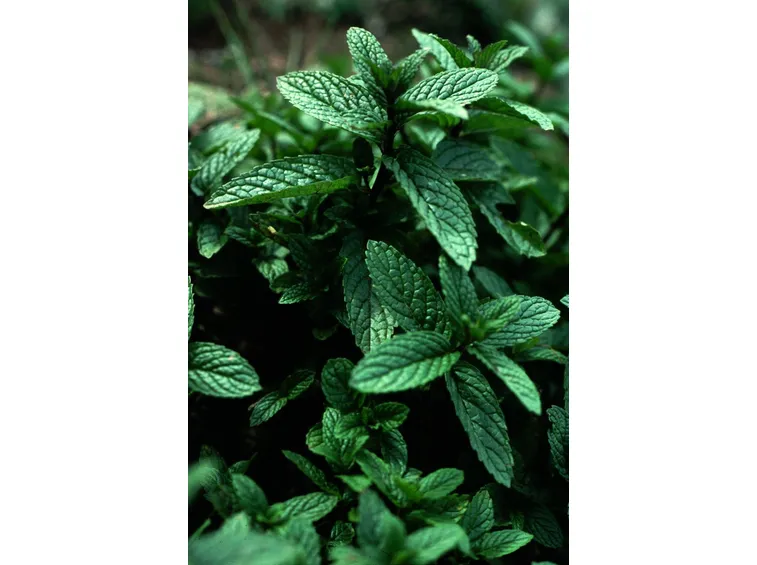 Menta