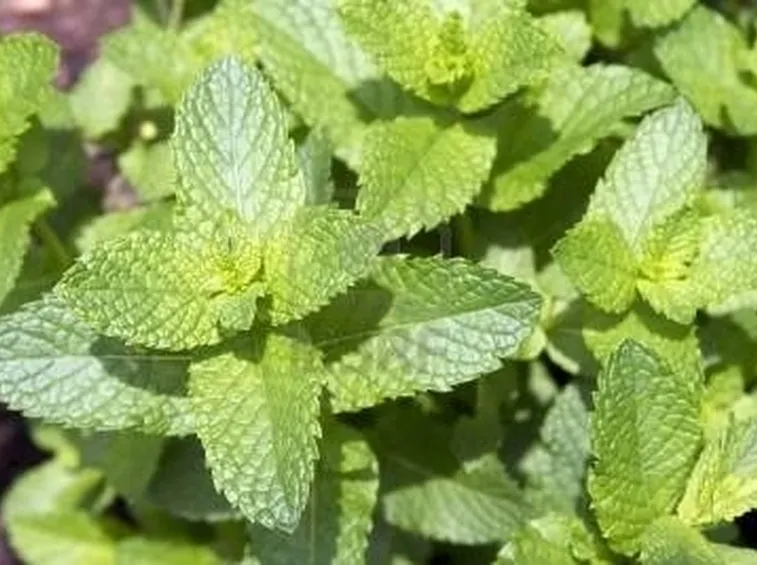 Menta