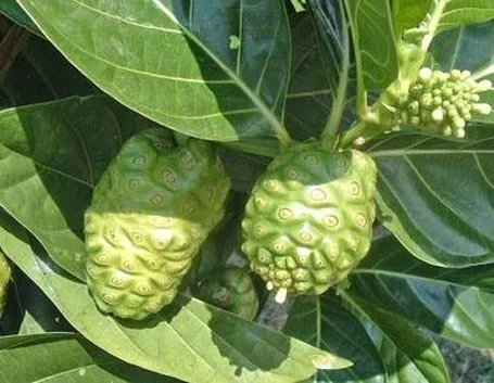 noni con frutti