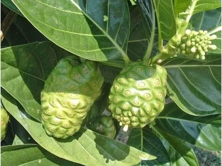 noni con frutti