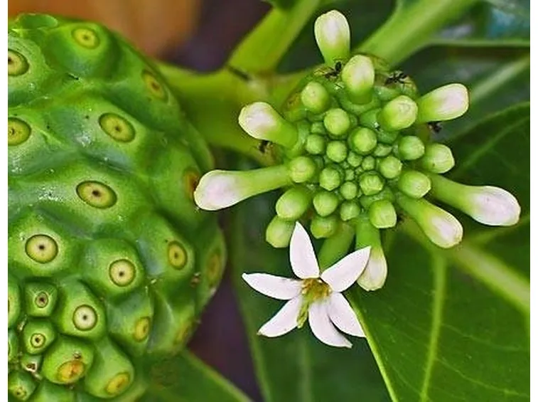 fiori di noni