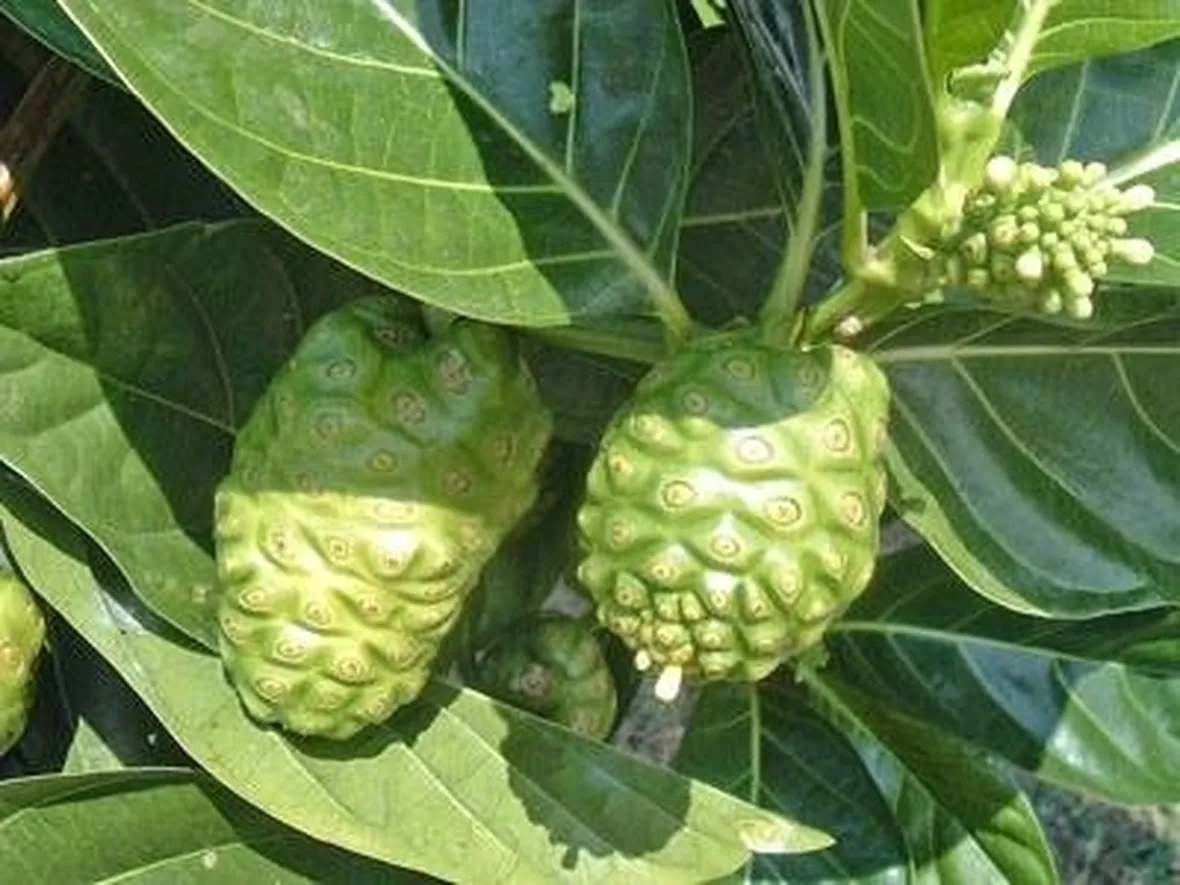 noni con frutti