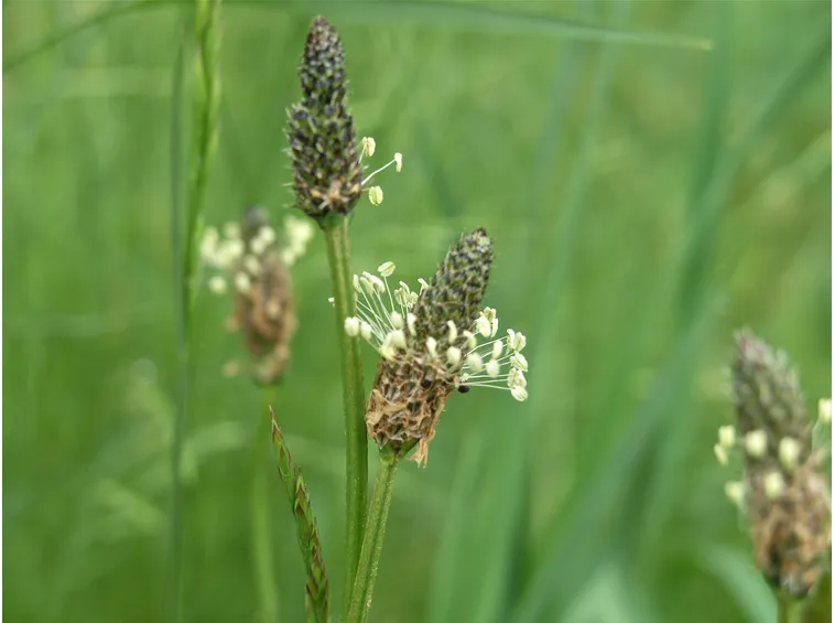 Particolare del fiore di piantaggine
