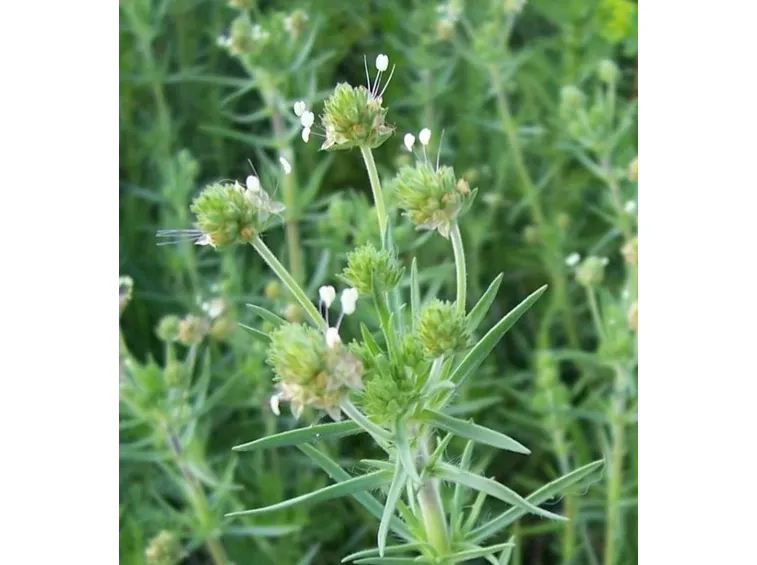 Esemplare di piantaggine psyllium
