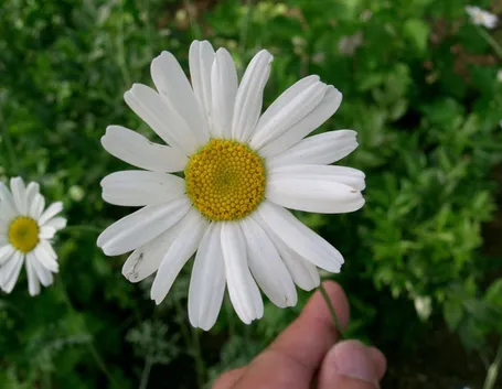 Tanacetum cinerariifolium