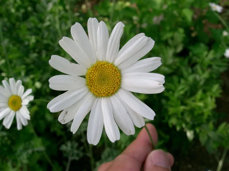 Tanacetum cinerariifolium