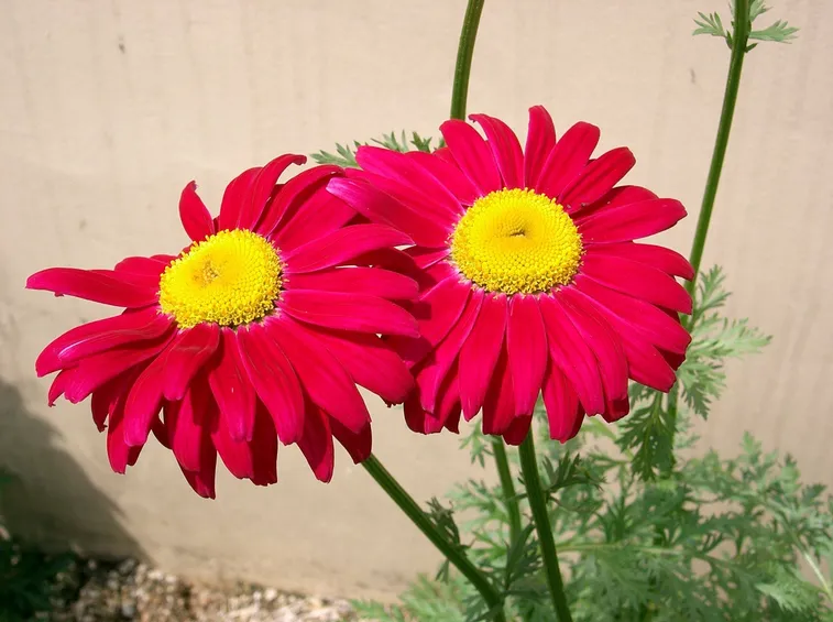 Tanacetum coccineum