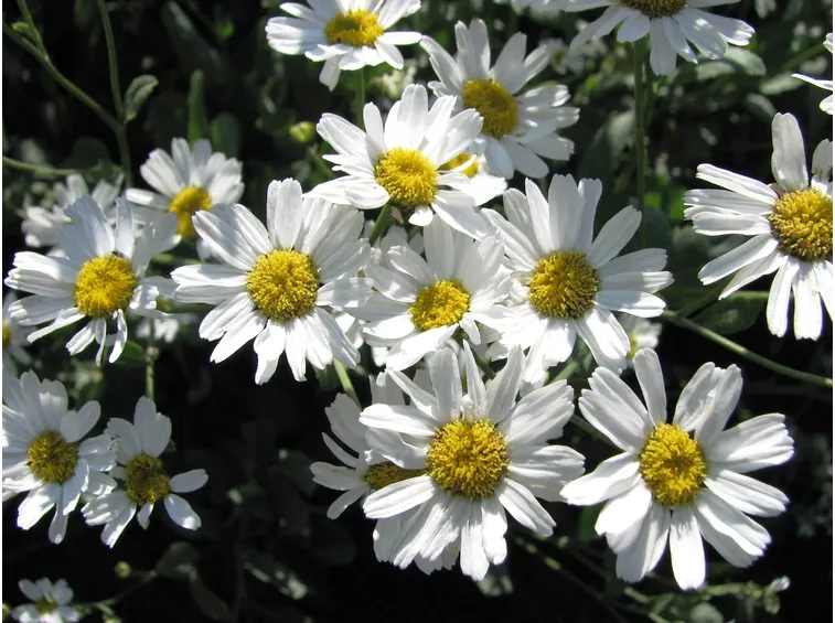 Tanacetum balsamita