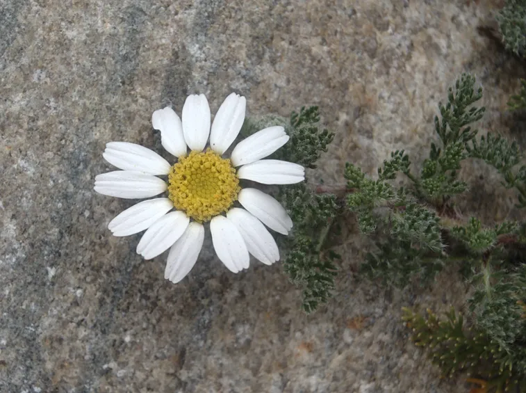 Anacyclus pyrethrum depressus