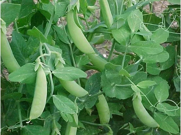 Piselli