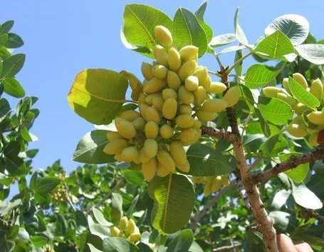 pistacchi su pianta