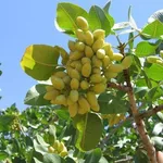 pistacchi su pianta
