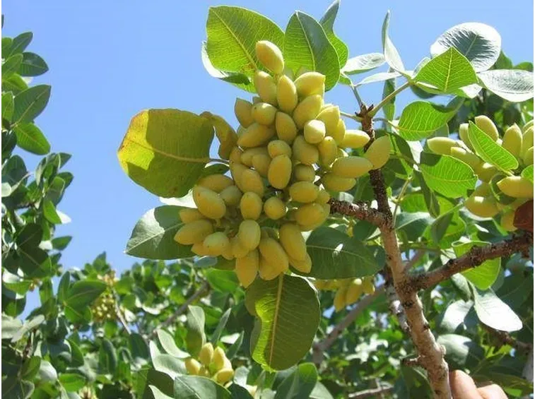 pistacchi su pianta