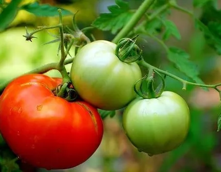 Pomodoro_O1
